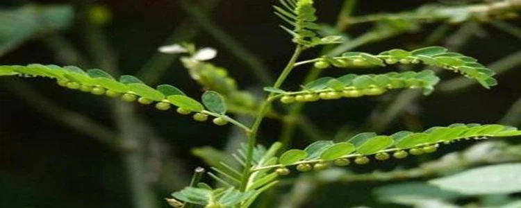 What Is Phyllanthus Urinaria Used For.png